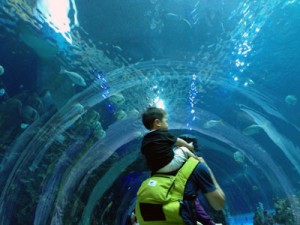 台湾,ケンティン,国立海洋生物博物館,水族館