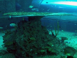 台湾,ケンティン,国立海洋生物博物館,水族館