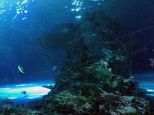 台湾,ケンティン,国立海洋生物博物館,水族館