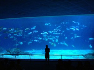 台湾,ケンティン,国立海洋生物博物館,水族館