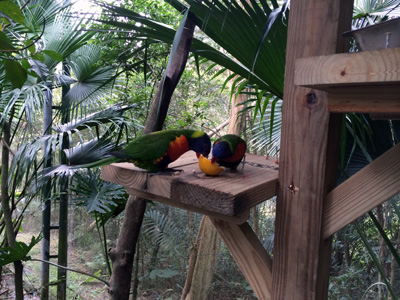 「鳥類生態公園（鳥類生態）」ゾーンでは、とっても近くで南国系の鳥が観察できます★