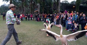 「グリーンフィールド広場=綠野廣場」で行われていた鳥の餌付けのパフォーマンス。小さい子は泣いちゃうくらいの大迫力!