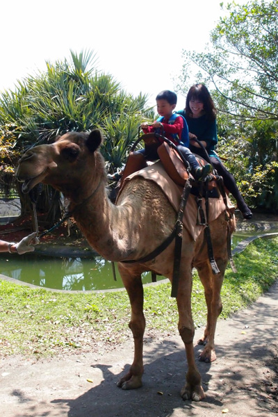 六福村,新竹,動物園,遊園地