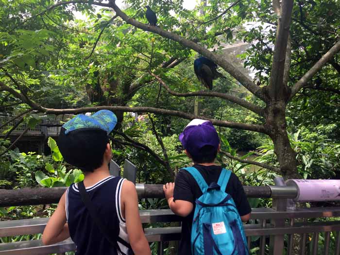 台北市立動物園,行き方,パンダ,営業時間,チケット,子連れ