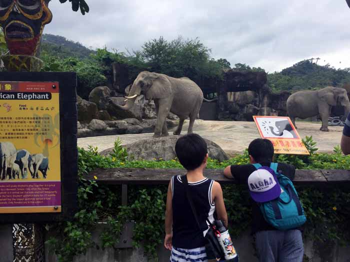 台北市立動物園,行き方,パンダ,営業時間,チケット,子連れ