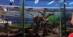 台北市立動物園,行き方,パンダ,営業時間,チケット,子連れ