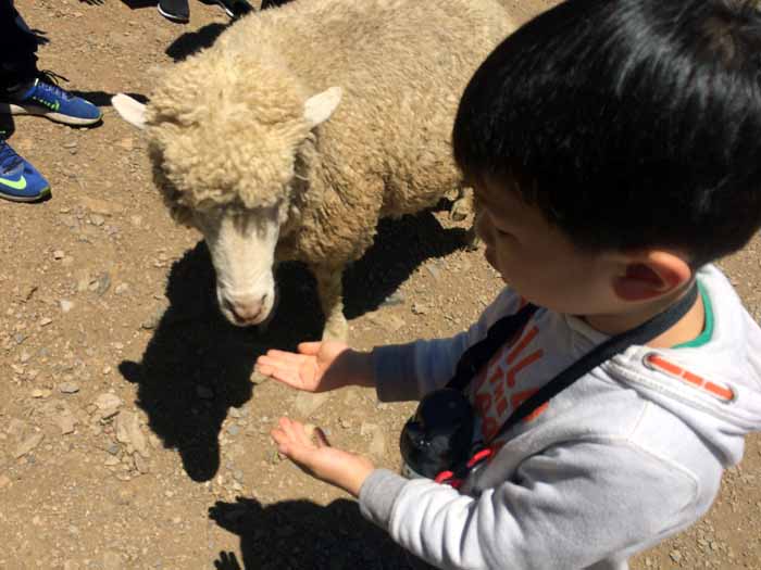 清境農場,高速バス,民宿,おすすめ,親子旅行,南投,台中,埔里,台北