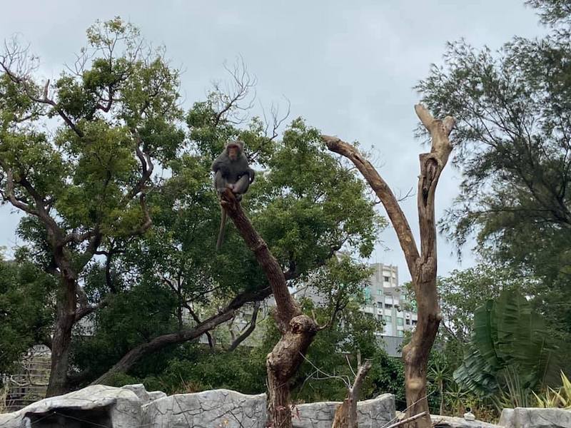 新竹,新竹動物園,湖畔料亭﻿,湖口老街﻿,台北から日帰りおでかけ,台湾子連れおでかけ