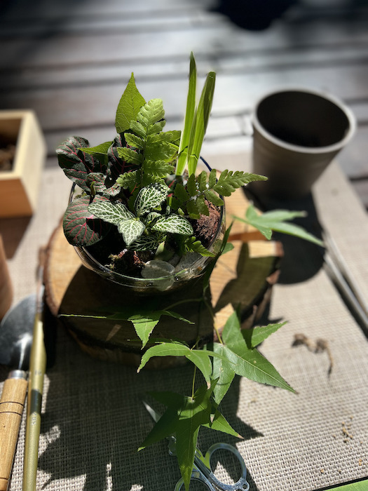「星のやグーグァン」お庭にある植物でビオトープを作る体験